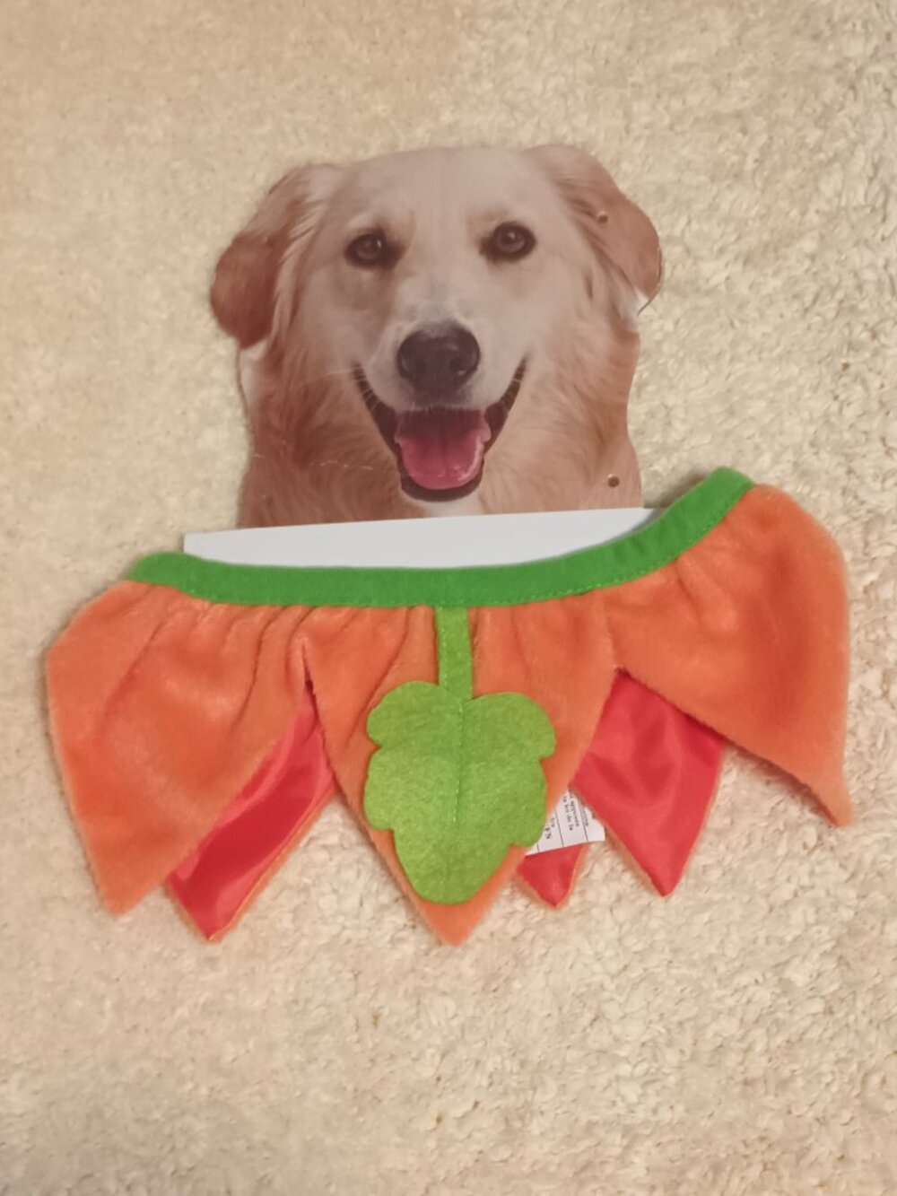NWT~ Pumpkin Jester Collar for Dogs, Orange/Green Accents  (Size:  Medium/Large)